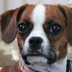 Mabel - @sweetmabelbacon - Instagram