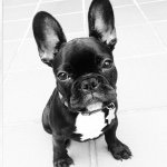 Miss Mabel Bacon - @miss_mabel_frenchie - Instagram