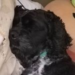 Pidgeon Poo and Mabel Bacon - @pidgeon_n_mabel - Instagram