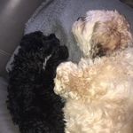 Mabel and Bailey! - @itsmabelandbailey - Instagram