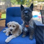 Mabel and Bailey - @2.cutepups - Instagram