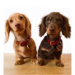 MABEL AND BAILEY - @mabel_bailey_mini_dachies - Instagram