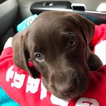 Baker Mabel - @baker_mabel_chocolate - Instagram