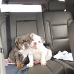 Mabel and Dolly loving the beach life in the sunny Outer Banks - @mabelanddollyobx - Instagram