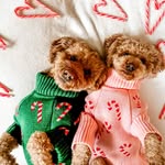 Barry and Mabel - @adventures.with.barryandmabel - Instagram