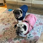 Harley Lola Mabel & Barry - @harleylolamabelpugs - Instagram