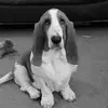 __MabelBasset__ - @__mabelbasset__ - TikTok