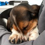 Mabel Dunlop - @mabel.basset - Instagram