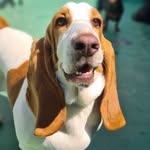 Mabel - @mabel.basset.hound - Instagram