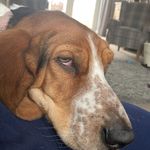 mabel - @mabel.bassethound - Instagram