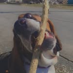 Mabel The Basset - @missmabelthebasset - Instagram