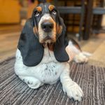Mabel the Basset - @mabel_the__basset - Instagram