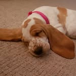 Mabel the Basset - @bassetmabel - Instagram