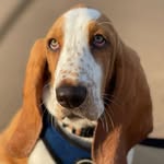 Mabel Wilma Beaumont - @mabel_bassethound - Instagram