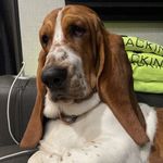 Mabel, Winnie Lu & Bonnie - @mabel_basset - Instagram