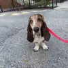 MabelBasset - @bassethoundmabel - TikTok