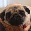 mabel and cleo - @mabel_the_bean - TikTok