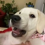 Mabel B. Dawg - @maybeits_mabelbean - Instagram