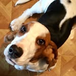 Mabel Bean - @mabelthebeanbasset - Instagram