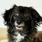 Mabel Bean - @mabelbeanbook - Instagram