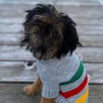 Mabel Bean - @mabelbean.griffon - Instagram