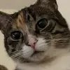 Mabel Bean - @vithura.n - TikTok