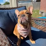 Mabel Bean - @mabelthefrenchie26 - Instagram