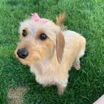 Mabel Bean - @mabeltheweiner - Instagram