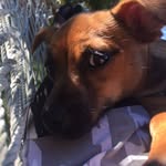 Mabel Bean O’Neil - @mabel_the_chiweenie - Instagram