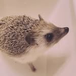 Mabel Bean Tiggy-Winkle - @mabel.beanz - Instagram