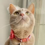 Mabel Beans - @mabelbeansthecat - Instagram