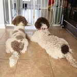 Mabel-Beans and Nautia-Jane 💕 - @mabel.beans.lagotto - Instagram