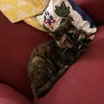 Mabel The Queen - @mabel_beans2022 - Instagram