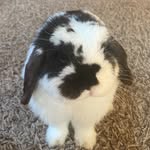 MabelBeanBunny - @mabelbeanbunny - Instagram