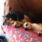 Mabel*Bean*Isis - @civerson14 - Instagram