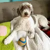 mabelbeanslagotto - @mabelbeanslagotto - TikTok