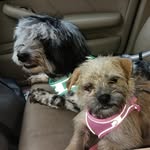 Otto and Mabel, doggos - @ottopop_and_mabelbeans - Instagram