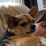 Mabel Benedict Franklin - @mabelthefuckingdog - Instagram