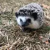 mabel popsicle bennett - @mabelthehedgehog - TikTok