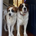 @mabel.the.bernard - Instagram