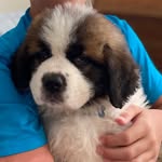 Mabel - @mabelthesaintbernard - Instagram
