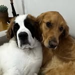 Mabel the Golden Retriever and Margeaux the Saint Bernard - @mabelandmargeaux - Instagram