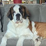 Mabel the Saint Bernard Pup - @monstermabel - Instagram