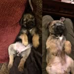 Mabel & Bess - @mabel_bess - Instagram