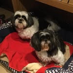 Mabel&Bessie - @mabelbessie5722 - Instagram