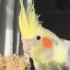 Mabel&Rach🐥 - @mabelthebird - TikTok