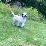 Mable Blair - @mable_pyreaussiedoodle - Instagram