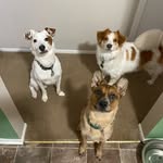 Mabel, Odie, & Boone - @mabel_odie_boone - Instagram