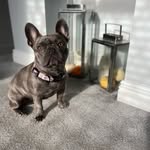 Hi im Mabel 💗🐾 - @mabel_bowen_thefrenchies - Instagram