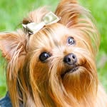 Poppy 🐶🐾 - @poppy_mabel_boyd - Instagram
